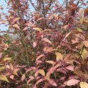 Callicarpa americana automne P1D P2C P17 P22